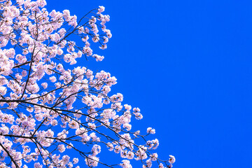 桜花と青空