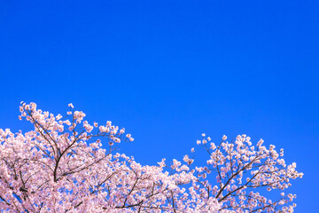桜花と青空