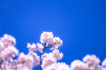 桜花と青空