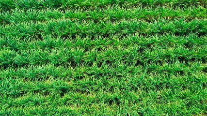 Lush rows sugarcane plantation growing on agricultural land