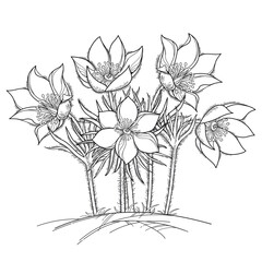 Bunch of outline American pasqueflower or prairie crocus in black isolated on white background.
