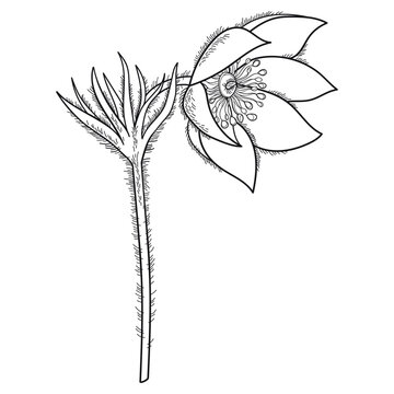 Stem with outline American pasqueflower or prairie crocus in black isolated on white background. 