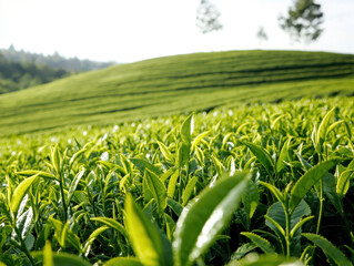 Fototapeta premium Fresh green tea leaves in lush organic tea farm with rolling hills