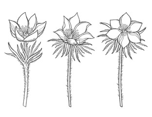 Set of outline American pasqueflower or prairie crocus in black isolated on white background. 