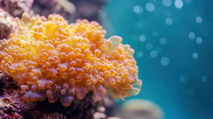 Obraz premium Vibrant coral reef with colorful marine life and bubbles in water