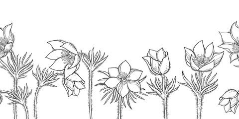Fototapeta premium Horizontal seamless pattern with outline American pasqueflower in black on the white background. 