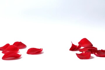 Red rose petals on white background