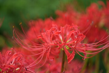彼岸花