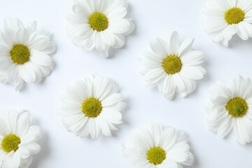 Obraz premium Beautiful chamomile on white background