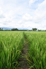 Photography of rice field with rice seeds on young rice cobs. Fresh leaves with green foliage. Background of blue sky, clouds and mountains.
