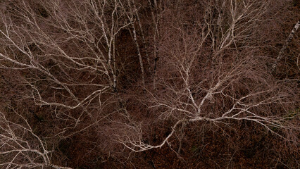 birch tree branches drone view
