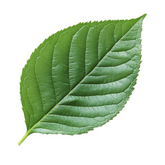 Obraz premium Green leaf on isolated background. For presentations and design. mockup.