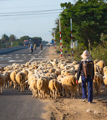 Vietnamese sheep shepherd