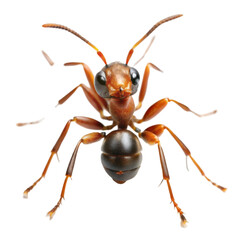 Fototapeta premium Ant isolated on transparent background