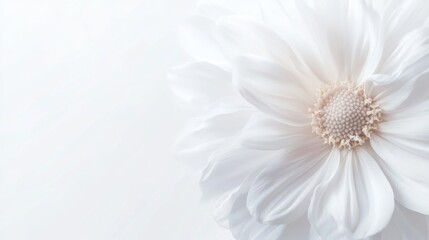Close-up of a delicate white flower with soft, blurred background.
