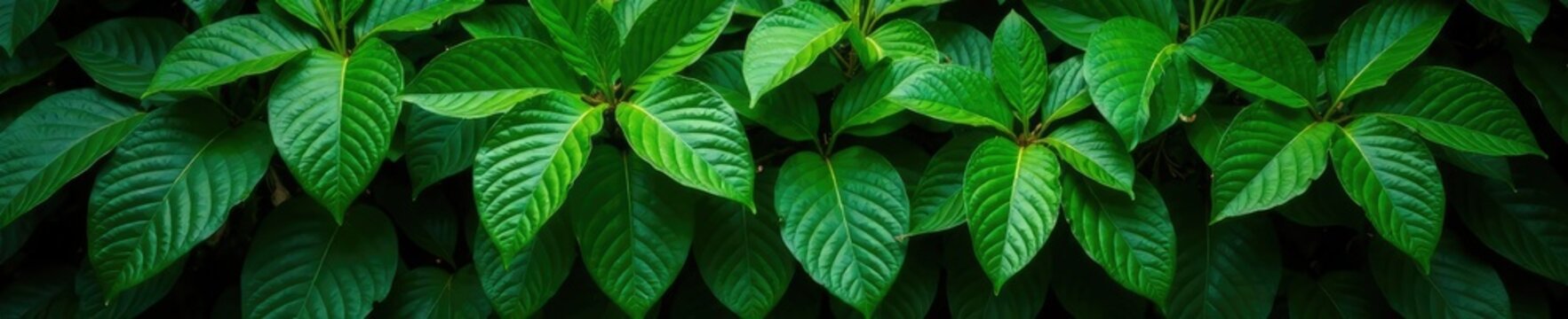 Dense foliage of Mitragyna speciosa kratom tree grows on dark plant tree, medicinal plants, nature, tropical