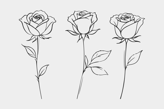 Rose Flowers Line Drawing Set. Vector Outline Botanical Collection. Simple Botanical Floral Contour Art. Black Sketch Isolated on White. Great for Prints, Tattoo, Wall Art, Invitation, Greeting Cards