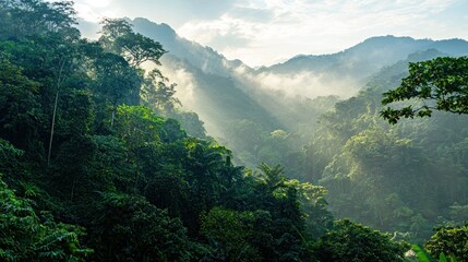 Obraz premium A dense green mountain forest with towering trees and sunlight filtering through the leaves.