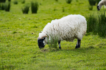 Sheep marked with dye grazing in green pastures. Adult sheep and baby lambs feeding in lush green...