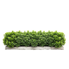 Lush Green Hedge Planted in a Long Stone Planter Box