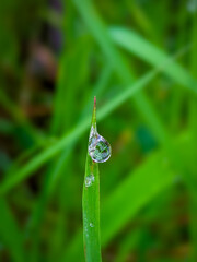 green grass with dew