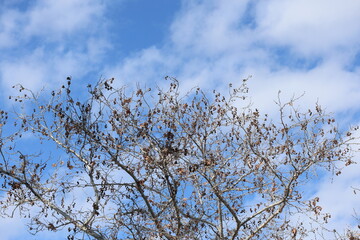 leafless branches of plane tree against cloudy blue sky