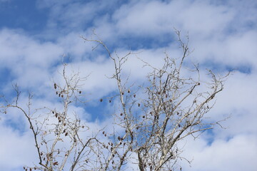 leafless branches of plane tree against cloudy blue sky
