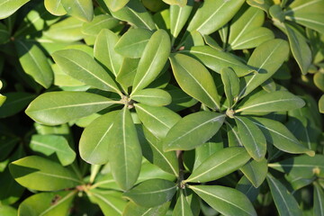Australian Laurel (Pittosporum tobira) providing a lush, green backdrop for creative design projects