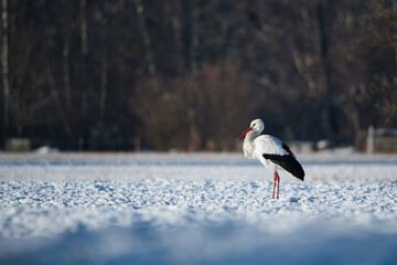 White stork standing on snowy meadow