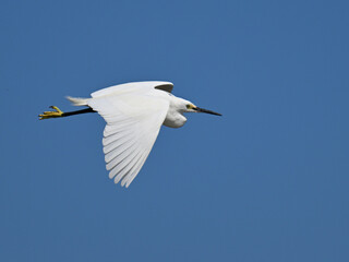 コサギ little egret 