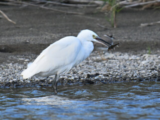 コサギ little egret 