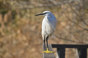 コサギ little egret 