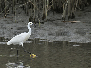 コサギ little egret 