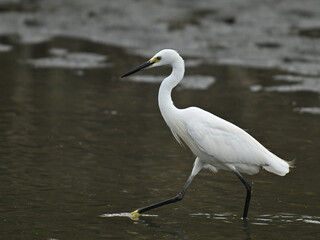 コサギ little egret 