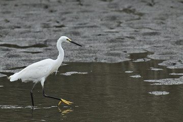 コサギ little egret 
