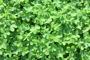 close - up view of Oxalis pes-caprae background