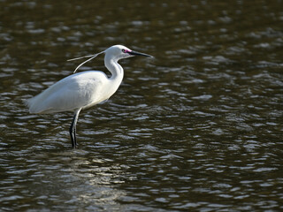 コサギ little egret 