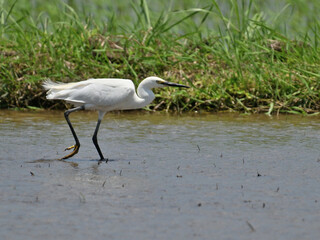 コサギ little egret 