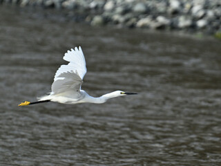 コサギ little egret 