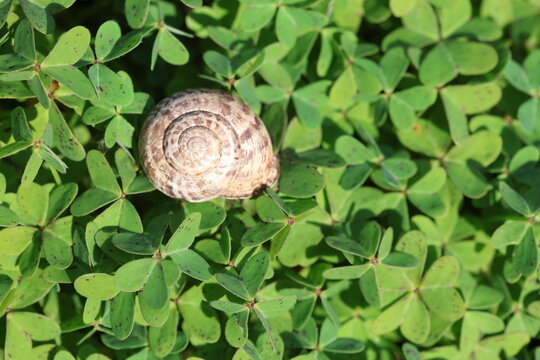 a snail on green Oxalis pes-caprae background
