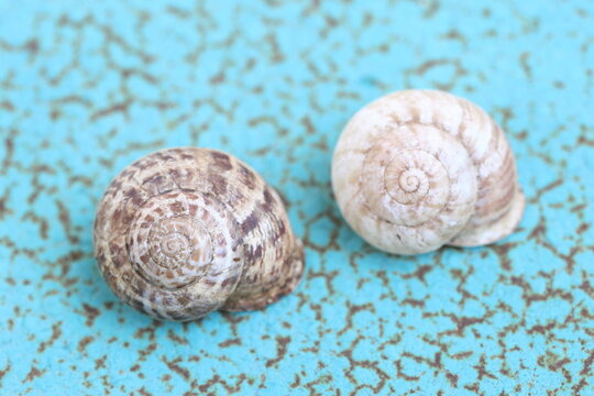 two empty snail shells on turquoise rough metal surface