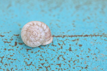 an empty snail shell on turquoise rough metal surface