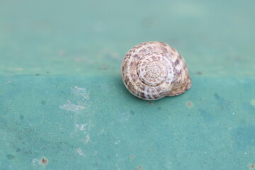 an empty snail shell on turquoise rough metal surface