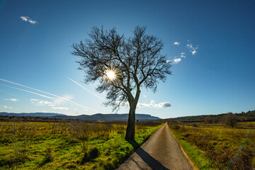 L'arbre au bord du chemein