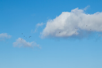 A flock of birds in flight under a bright blue sky with fluffy white clouds on a sunny day.