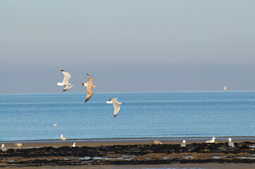 Vol de mouettes au bord de la mer