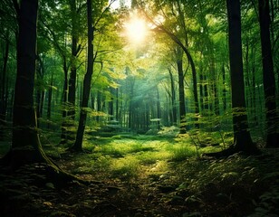 Fototapeta premium 森林に日が差している風景