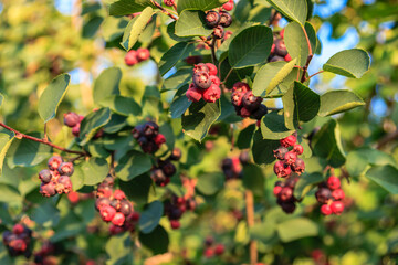 A tree with many red berries on it