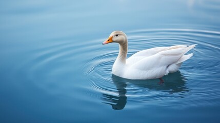 Obraz premium A graceful goose swimming calmly in a clear pond with ripples spreading around.