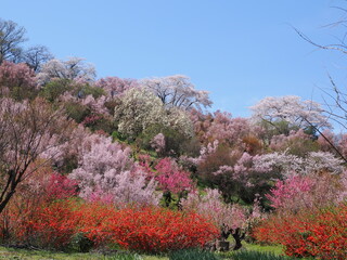 春爛漫！菜の花と花桃が彩る福島の絶景